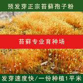 青苔藓孢子粉苔藓微景观造景庭院绿化种植 正宗苔藓孢子粉