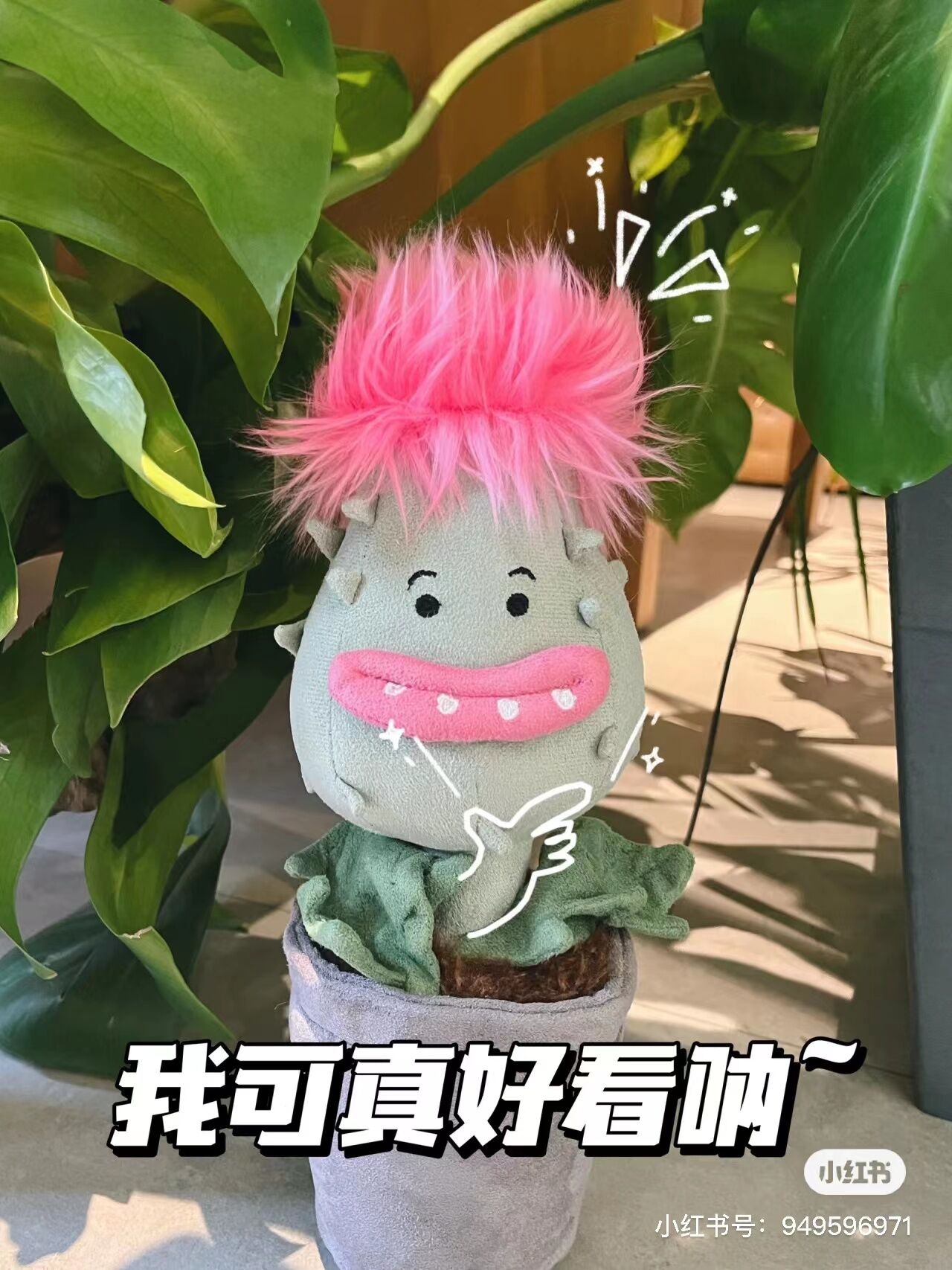 Priscilla食人花盆栽花