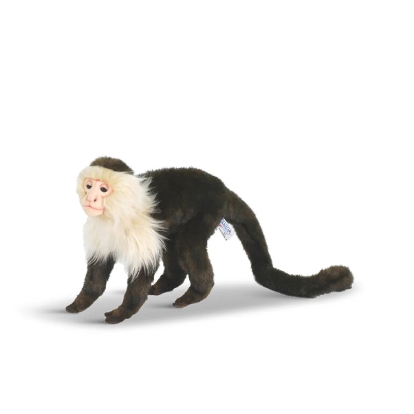 HANSACapuchinMonkey