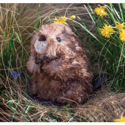 英国代购正品10.22 Chester Beaver, Soft Plush Toy 土拨鼠 玩偶
