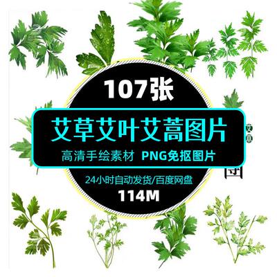 高清中医养生中药材艾草艾蒿植物叶子艾叶中草药PNG图片设计素材