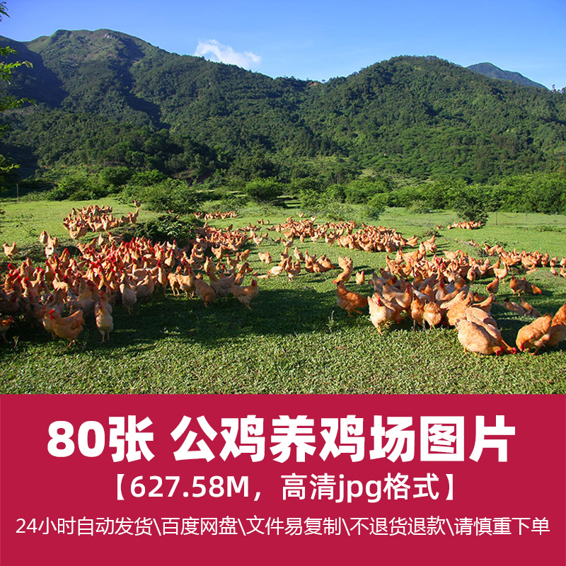 高清动物生物飞禽家禽母鸡公鸡小鸡养鸡场图片广告设计精选素材