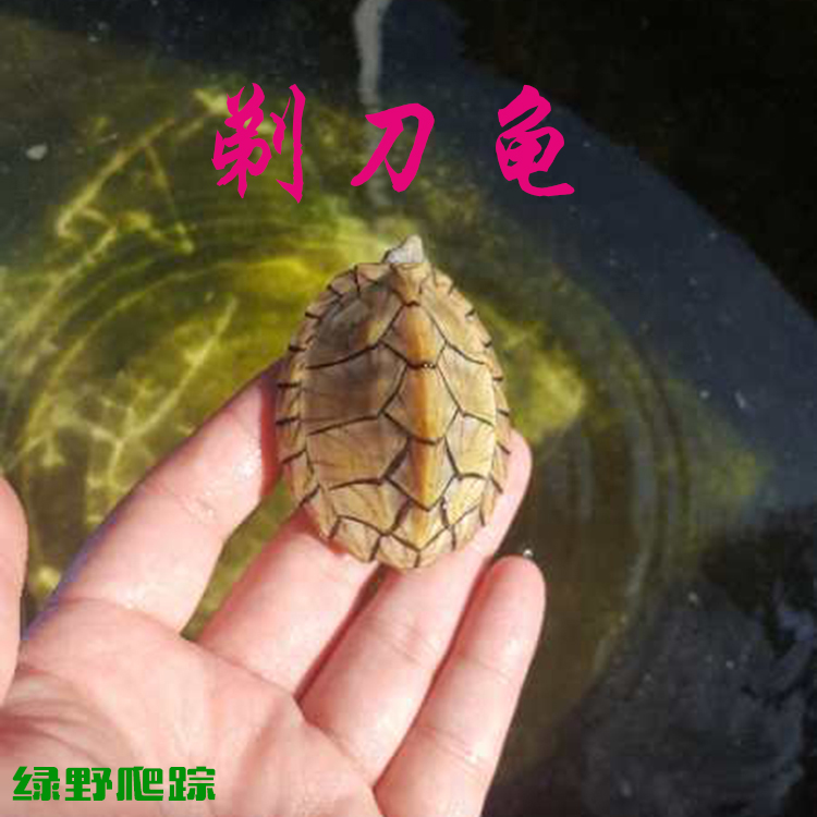 剃刀龜綠野爬蹤龜活體黃殼剃刀蛋龜剃刀龜苗深水龜屋頂龜包郵大促在類目 寵物/寵物食品及用品, 水族世界, 龜/鱉中 - 來自Buy2taobao.com提供專業的淘寶代購服務