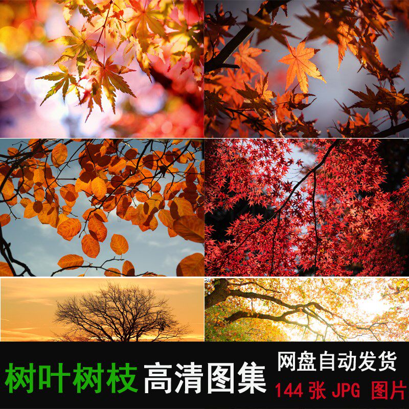 清新绿色养眼树叶绿叶壁纸屏保护设计素材/源文件