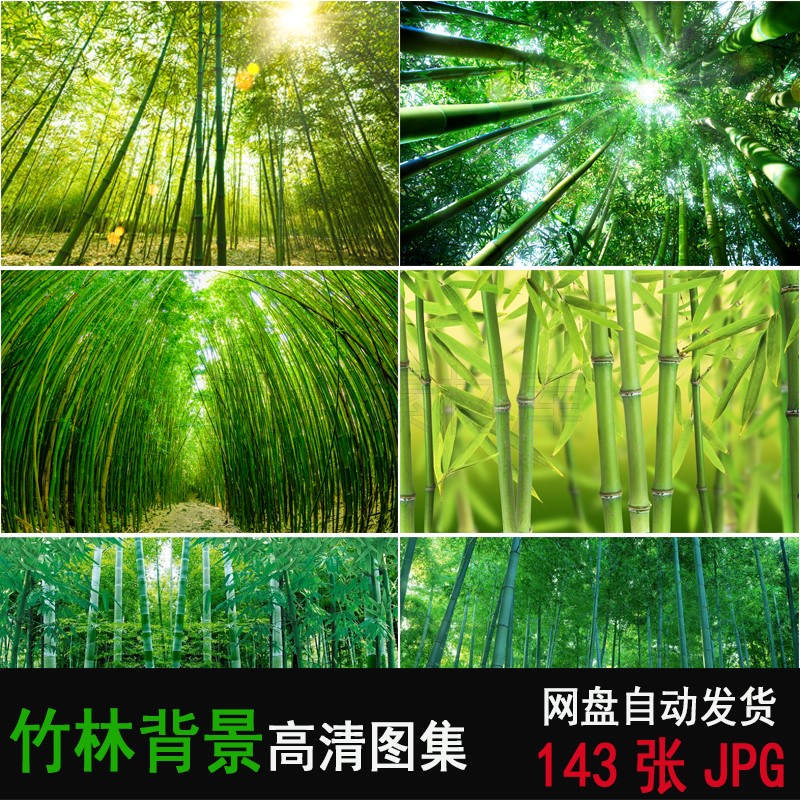 高清竹林自然风景图片竹林绿色竹子青竹翠竹ps合成背景高清素材