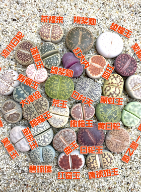 花龙园艺 精品七彩生石花 屁股花 红色紫色黄色绿色生石花 包邮