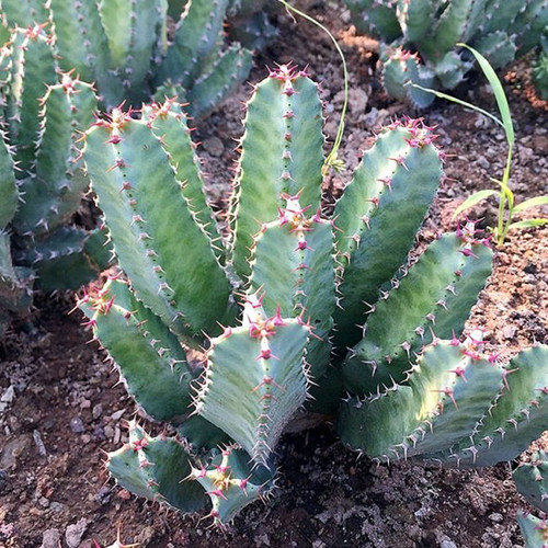 树脂大戟超辣白角麒麟龙骨木