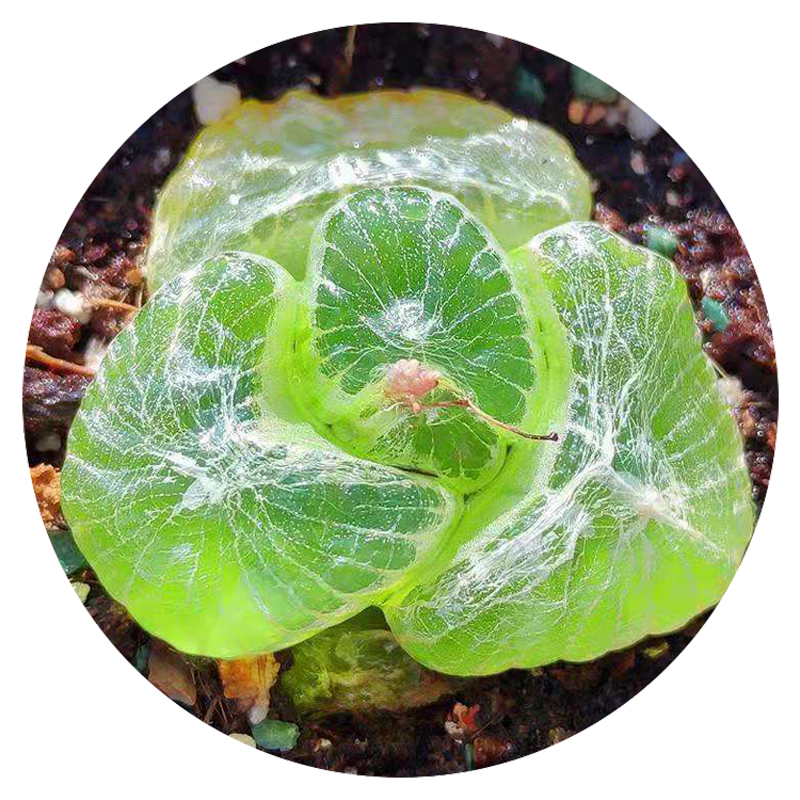 花龙园艺 佛座箍 玉翡翠 阿福花科鳞芹属 块根多肉 基地直供