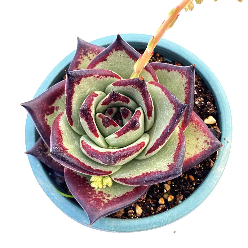 花龙园艺 黑檀汁 黑皮乌木 多肉植物 基地直供