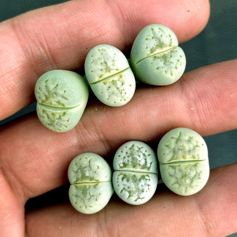 花龙园艺 C297a 奶油寿丽 奶油饼干 生石花 屁股 多肉植物