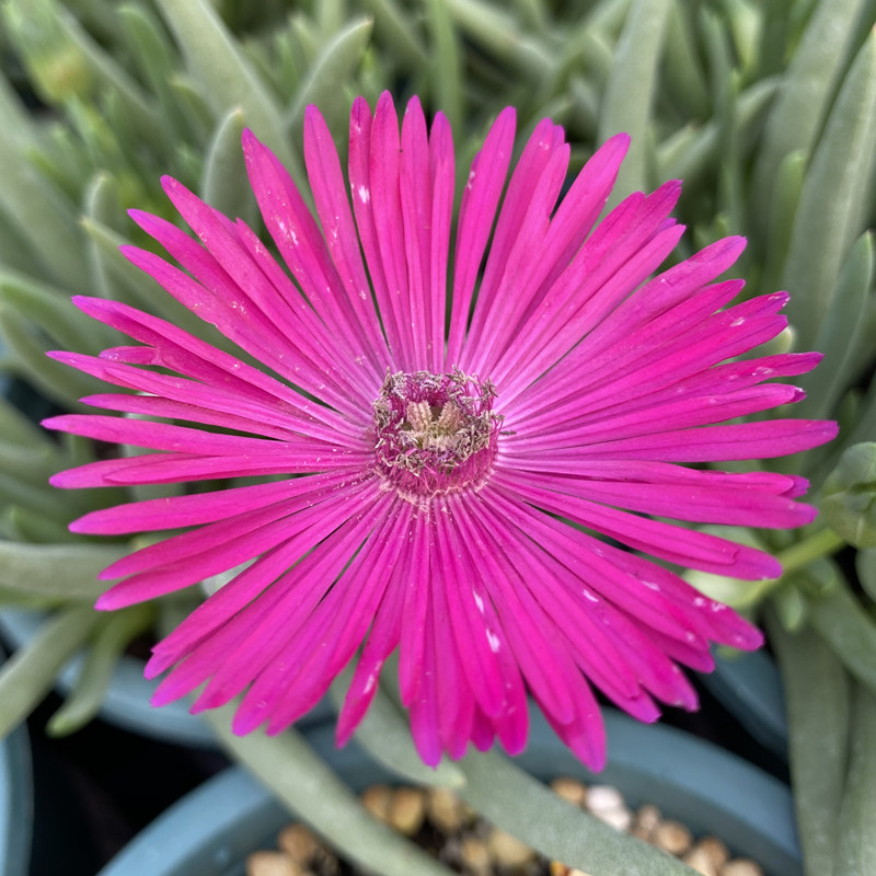 花龙园艺 奔龙 紫花奔龙 开花玫红色番杏科 基地直供 多肉植物