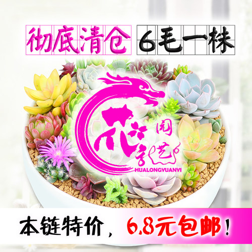 彩色多肉植物新手套餐特价清仓