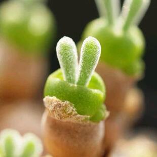 花龙园艺 碧光环 小兔子 网红款多肉植物 Monilaria Obconica