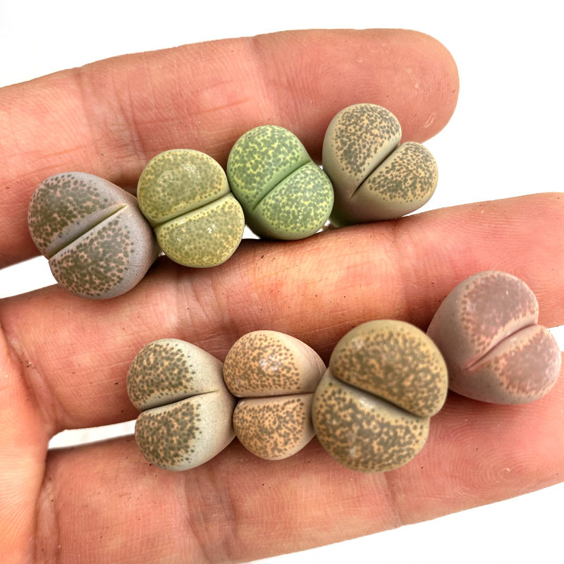 花龙园艺 碧琉璃 彩色碧琉璃 生石花 屁股 番杏大棚直销 多肉植物