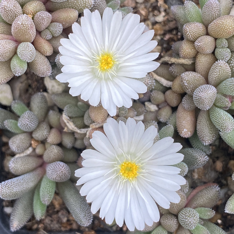 花龙园艺 龙须海棠 猫舌头 枝干番杏 多肉植物 基地直供