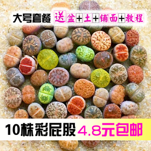 包邮 屁股花套餐 新手套餐 花龙园艺 特价 彩色生石花 大棚直销