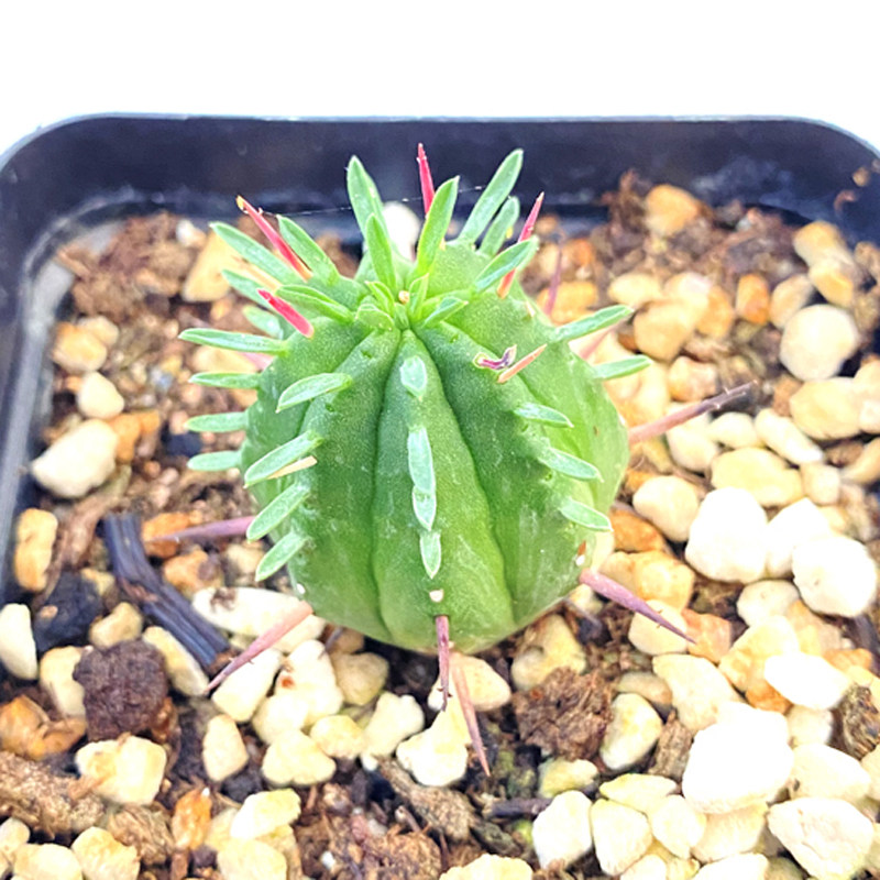 花龙园艺 红彩阁 火麒麟 大戟科多肉植物 基地直供