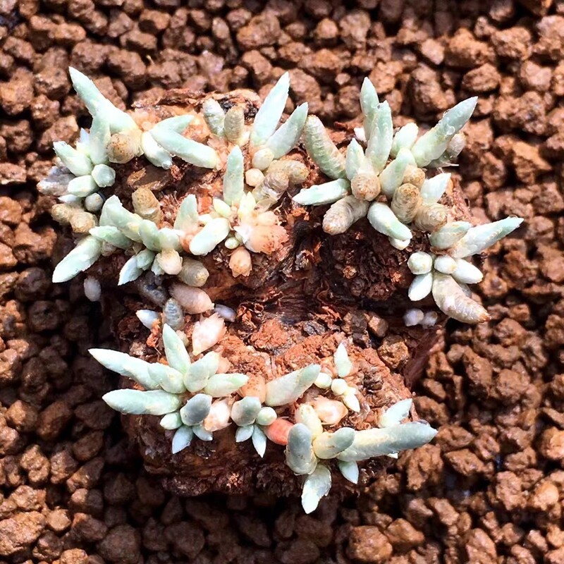 花龙园艺 韧锦 块根多肉 Anacampseros alstonii Schönland