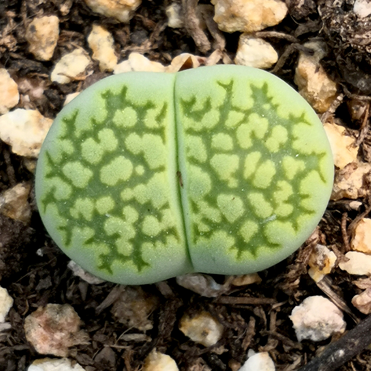 孔雀石生石花精品优选多肉植物