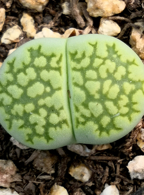 花龙园艺 孔雀石 生石花优选精品 Lithops salicola‘Malachite’