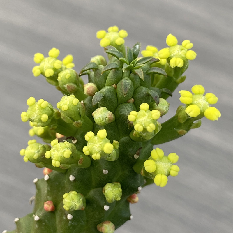 花龙园艺 千蛇木 大戟科 多肉植物 基地直供