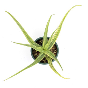 花龙园艺 木立芦荟锦 稀有芦荟锦 基地直供 多肉植物