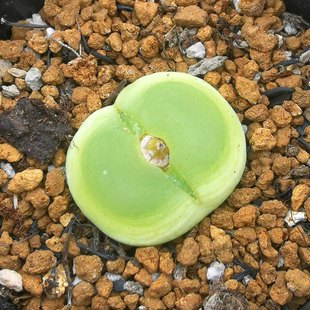 花龙园艺 拉登 肉锥 彩色拉登 基地直供 多肉植物