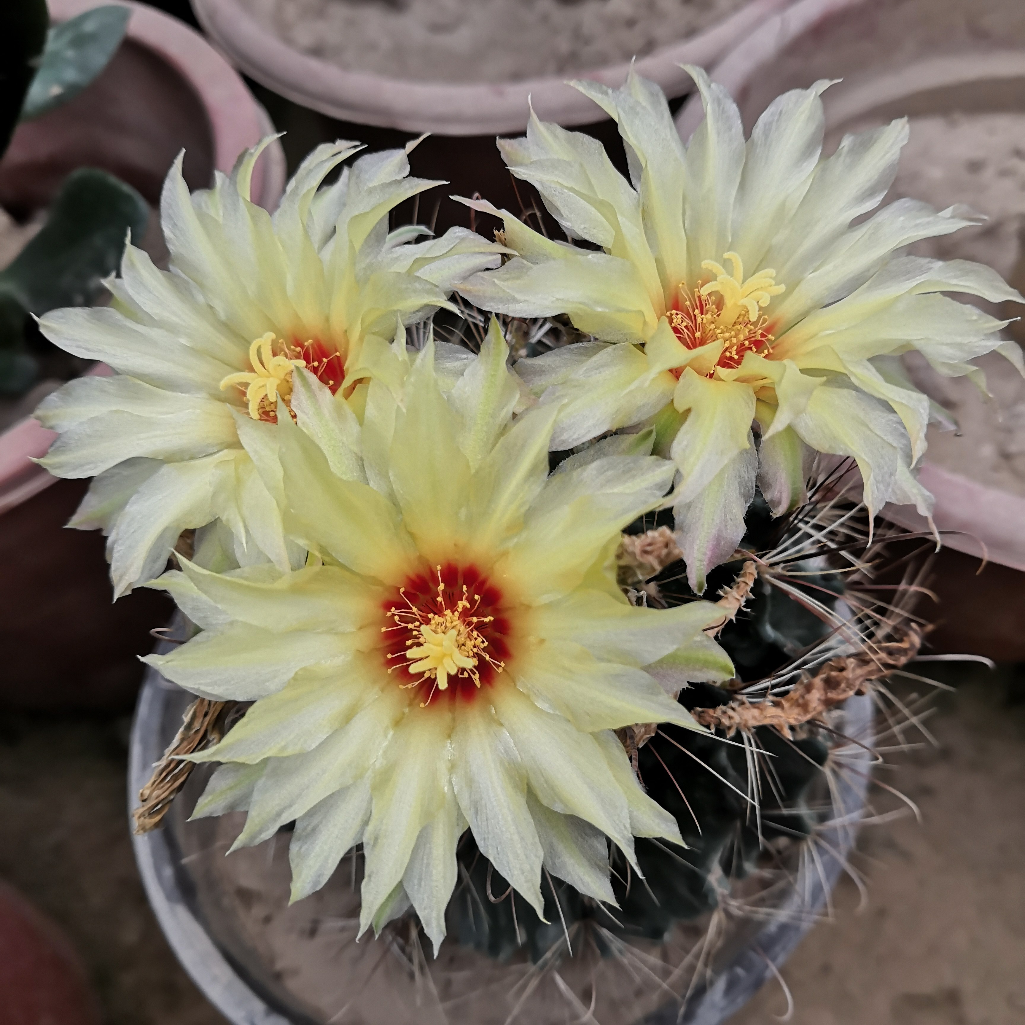 花龙园艺 龙王球 左右转 网刺龙王球 开花仙人球 左右旋 大棚直供