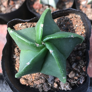 花龙园艺 四角琉璃鸾凤玉 五角琉璃鸾凤玉 五角白斑鸾凤玉 仙人球