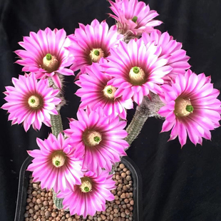 花龙园艺 银钮 粉花红花银纽 实生带球根 基地直供 仙人掌