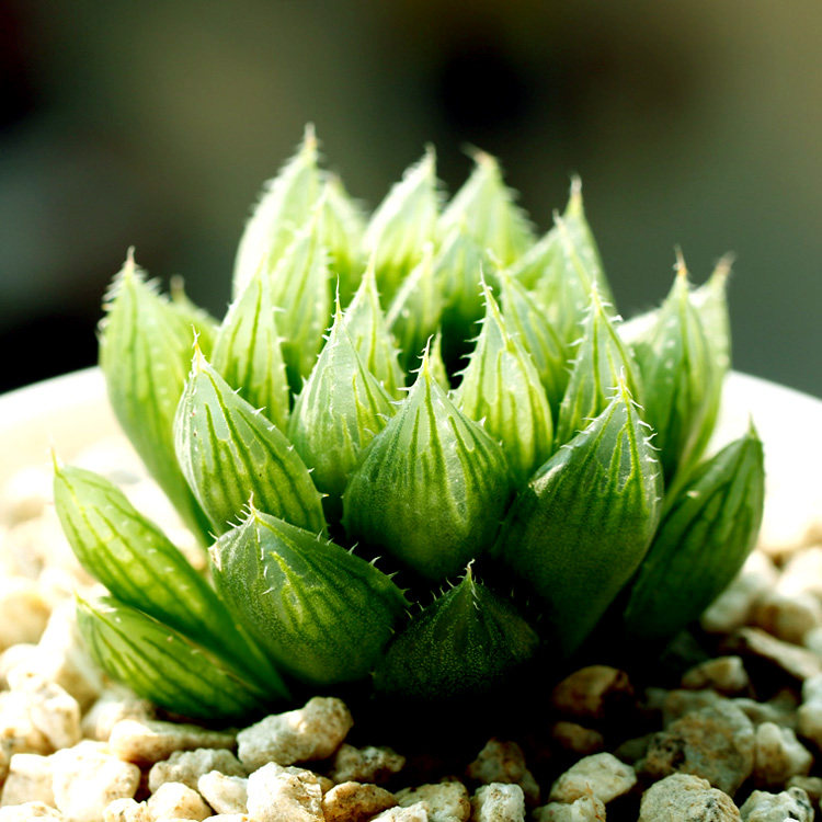 花龙园艺 水晶莲 水晶掌 三角琉璃莲 玉露 多肉植物 基地直供