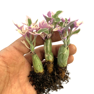 花龙园艺 七宝树锦 菊科仙人笔属多肉植物 基地直供