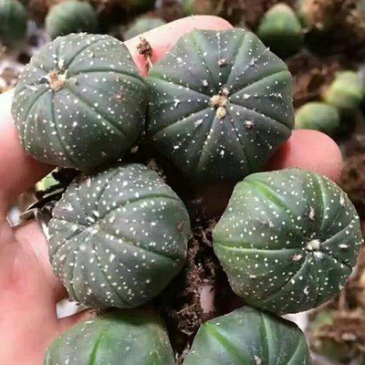 星兜琉璃兜实生仙人球多肉植物