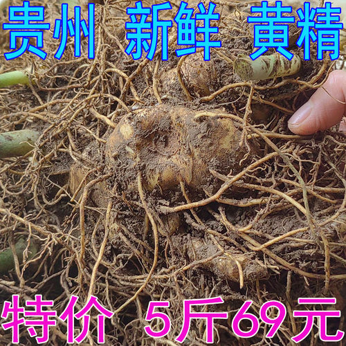 黄精新鲜 鲜黄精 贵州特产 现挖不洗带须现发 炖鸡煲汤
