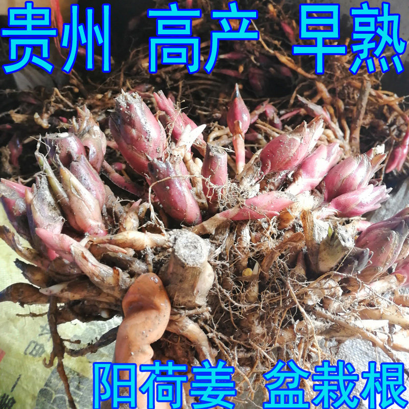 阳荷姜盆栽根 新鲜 阳荷根 洋荷姜 洋火姜 阳霍姜 贵州农家种植