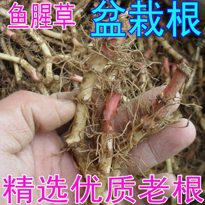 鱼腥草老根四季蔬菜折耳根可盆栽