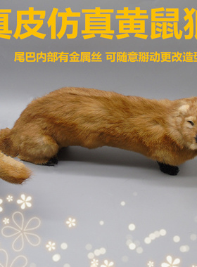 模型桌面摆件标本道具仿真动物