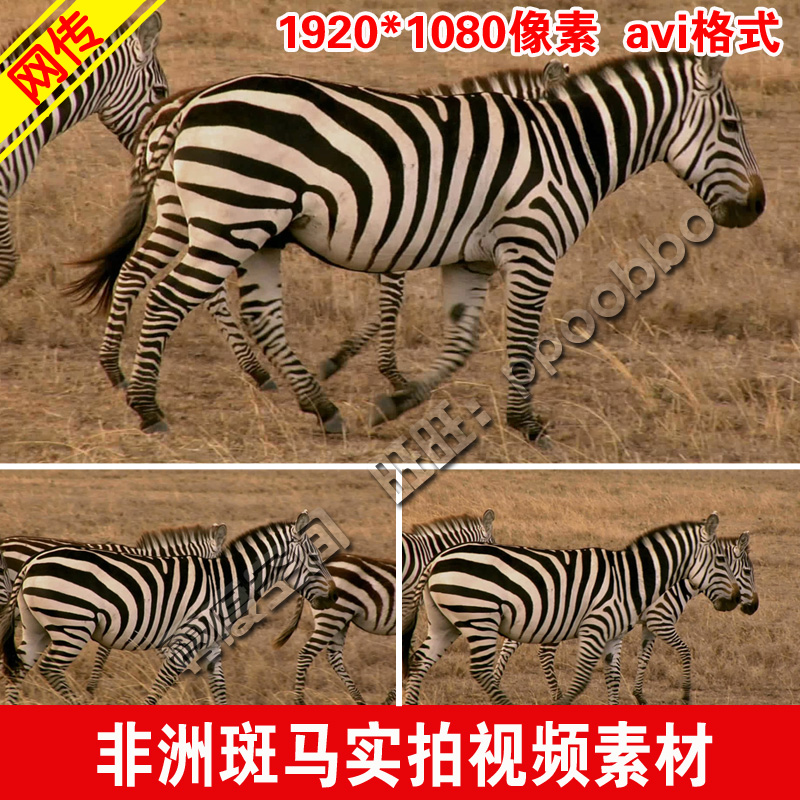 非洲草原斑马实拍视频高原斑马队马群野马LED高清视频背景素材