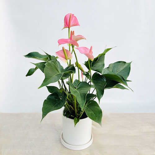 红掌可水培好养室内桌面花卉礼品