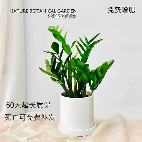 绿植金钱树书房桌面好彩头阴生
