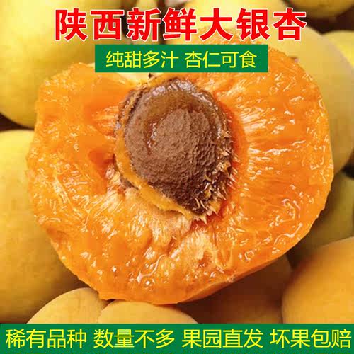 纯甜多汁陕西大银杏现摘大黄杏