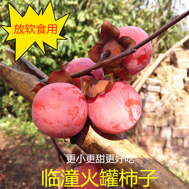 陕西临潼火罐小蜜柿放软吃甜如蜜