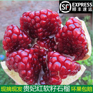 陕西贵妃红软籽甜石榴香甜多汁