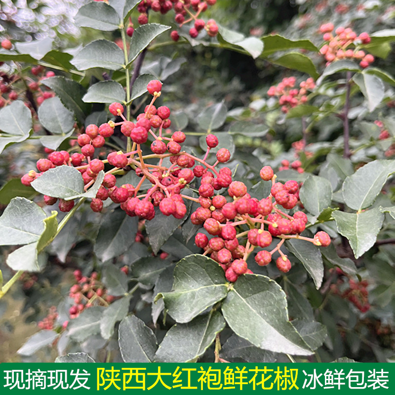 2026年陕西新鲜大红袍花椒湿花椒