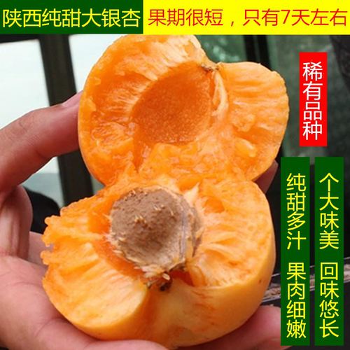 陕西纯甜多汁大银杏新鲜水果甜杏