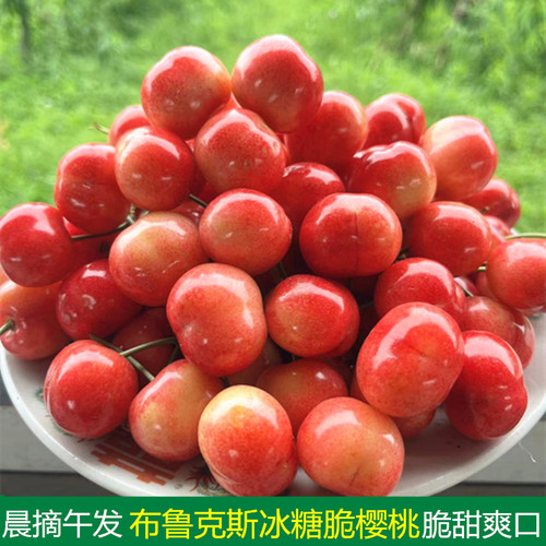 现摘露天新鲜水果樱桃布鲁克斯