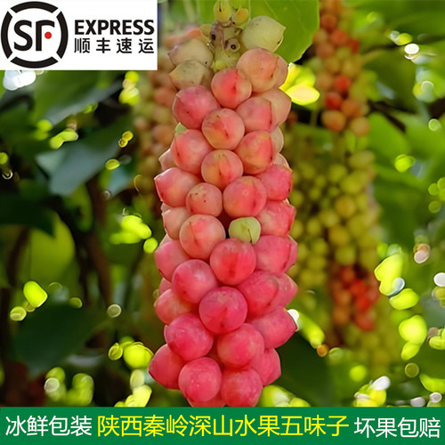 2026年陕西秦岭新鲜南五味子顺丰