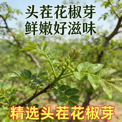 2026年陕西头茬花椒芽现摘现发