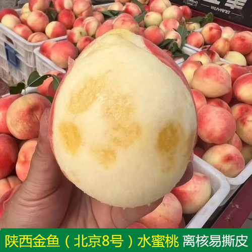 水蜜桃香甜爆汁可撕皮桃味浓郁
