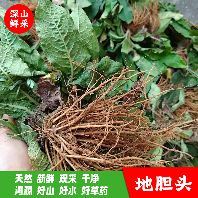 草药河源客家特产新鲜地胆头现挖现发